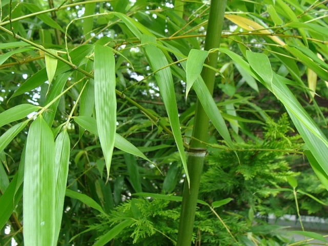 Pflanzen-Buch ... Bambus10
