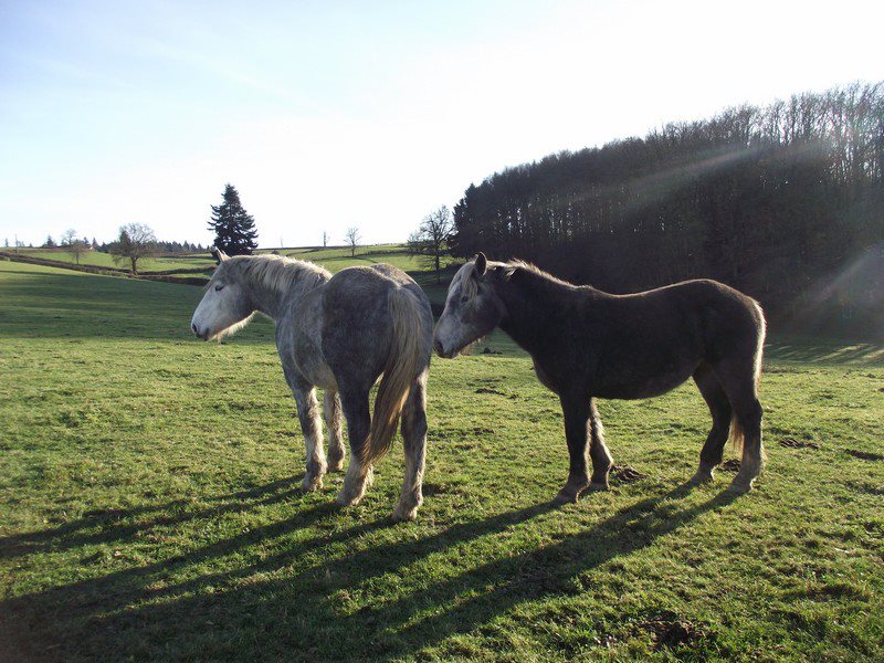 Département 71: Jument percheron (ALICE et AMELIE) 52459210