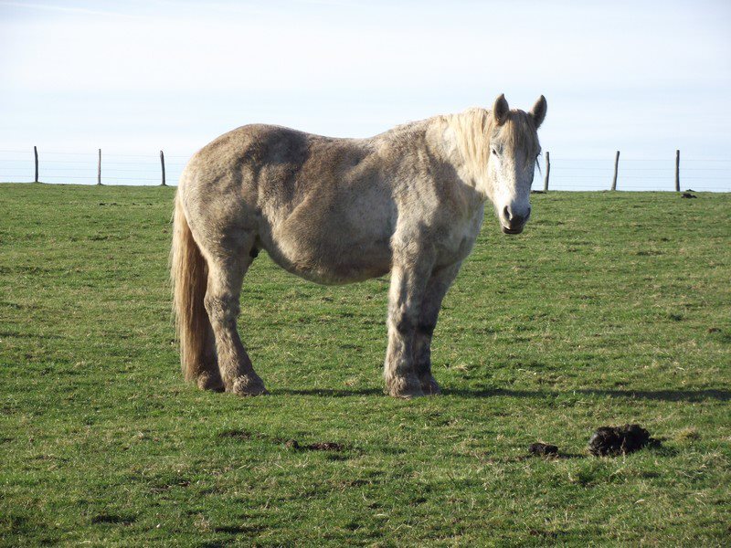 Département 71: Jument percheron (OLGA) 52628010