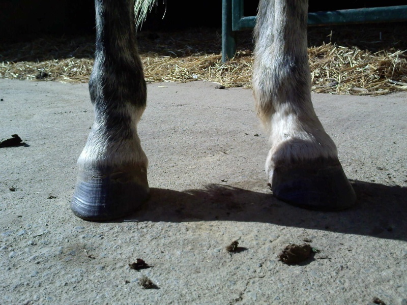 Les pieds de Méjane => Seime besoin de conseils Pieds_23