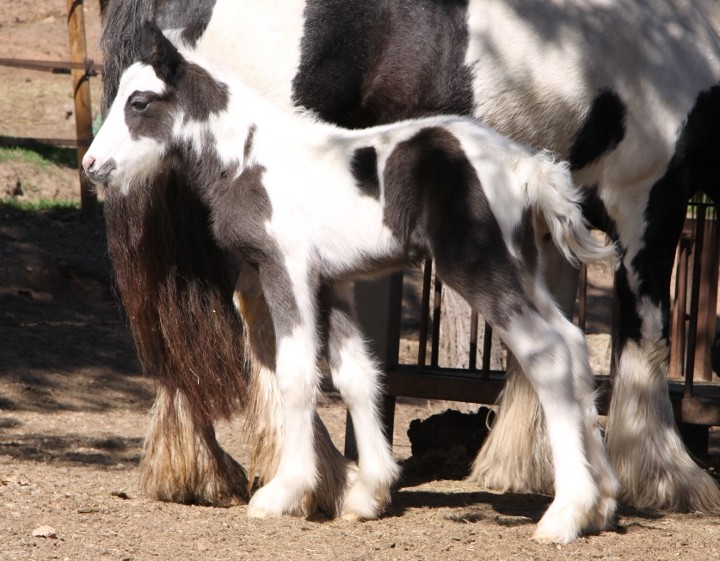 2012, CLOUD de la MOURRE, SUNSHINE x LIGHTNING TYPE GYPSY COB Img_8510