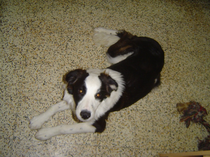 Cherche FA pour Bandit border collie X épagneul breton Bandit10