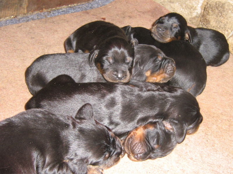 A réserver chiots setter gordon LOF Chiot_14