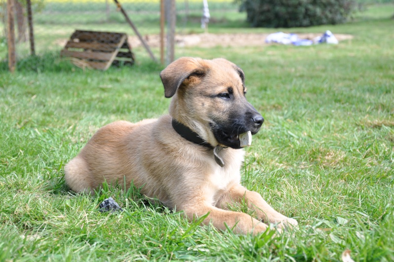 HIGH SKA - male groenendael X labrador Samedi10