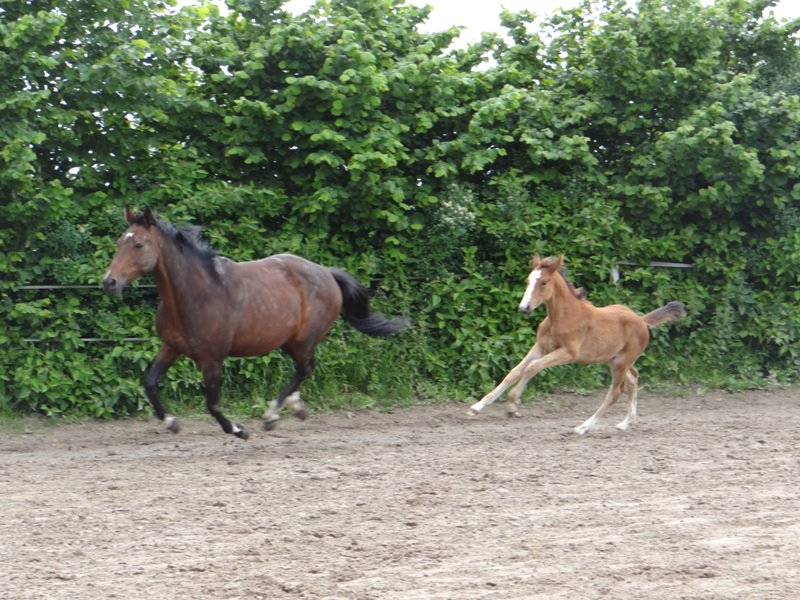 05 avril 2012 : Callie du Belcan par KAGENA et Ogano Sitte 54047910