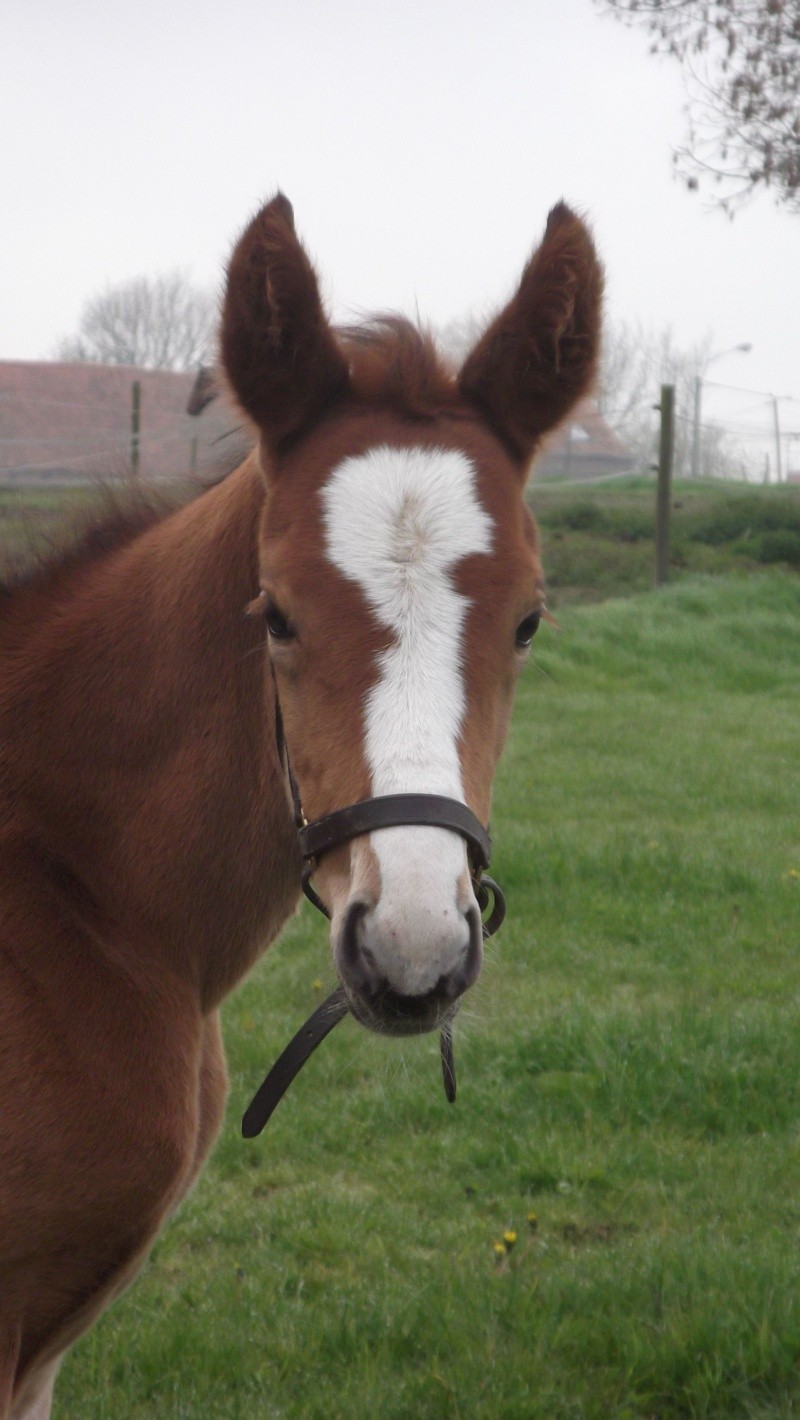 05 avril 2012 : Callie du Belcan par KAGENA et Ogano Sitte Dscf2610