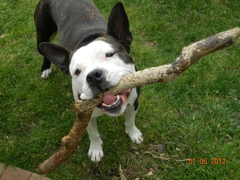 Gaya, amstaff LOF, née en 09/2008 - refuge SLPA d'Amance - Page 5 012110