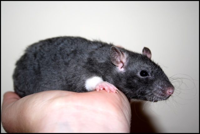 Raton mâle berkshire noir rex à adopter en Bretagne  01417
