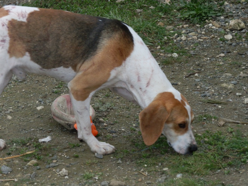 UNO - Mâle - X beagle - 4 ans Beagle11