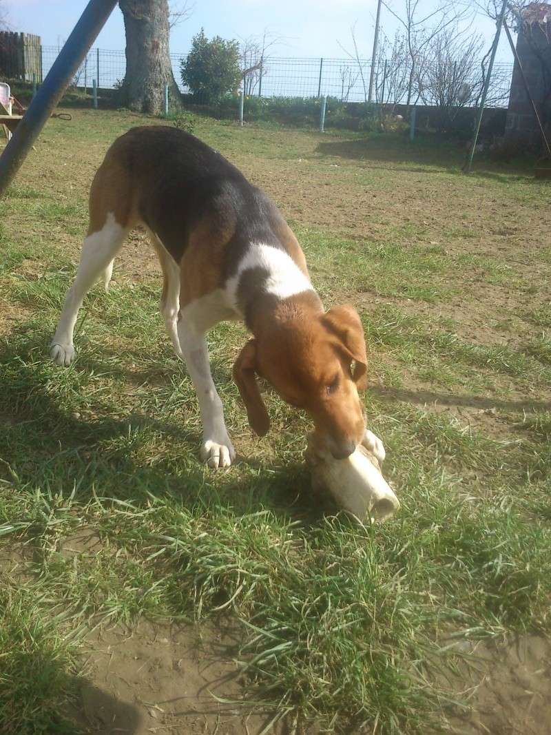GAUFRETTE-chienne beagle- FEMELLE-1 an Dsc_0312