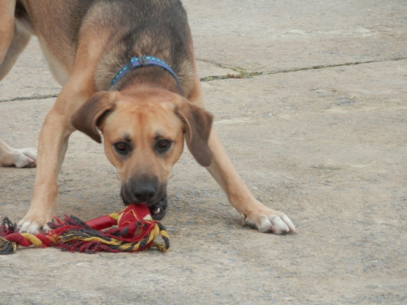 LUCKY - male X B.A / Labrador - 2 ANS 1/2 Pa269413