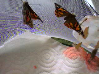 papillon belle dame en élevage Photo-28