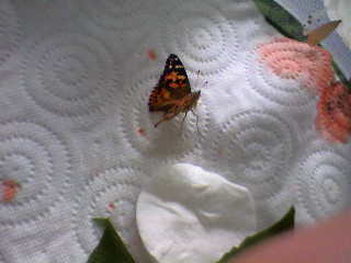 papillon belle dame en élevage Photo-29