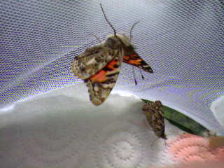 papillon belle dame en élevage Photo-31