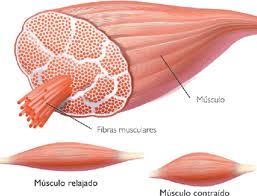 ¿Como obtener una buena nutrición deportiva?  Images78