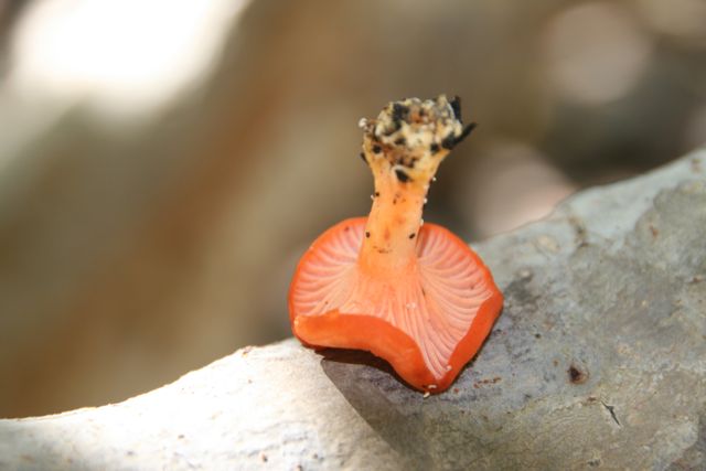 Champignon orange. chanterelle ? Img_8412