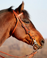 {JC} QUARTER HORSE (m) • Goldlush Toscano 198e5710