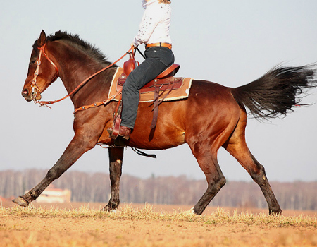 {JC} QUARTER HORSE (m) • Goldlush Toscano Margo_10