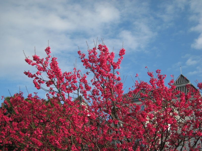 竹林山寺的櫻花 Img_6010