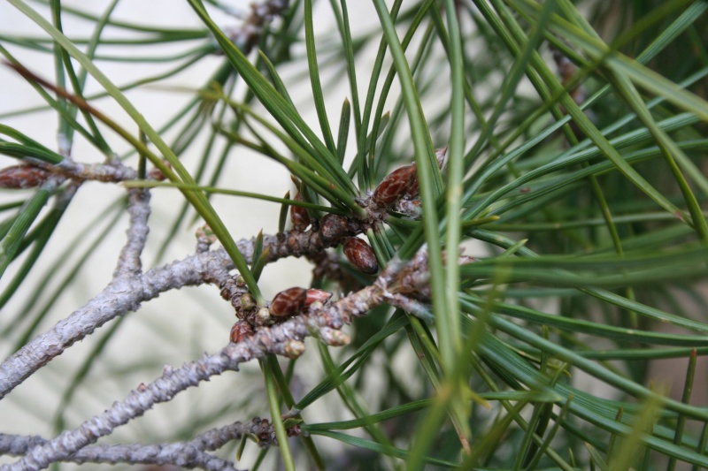 araki di pinus sylvestris 11-01-12