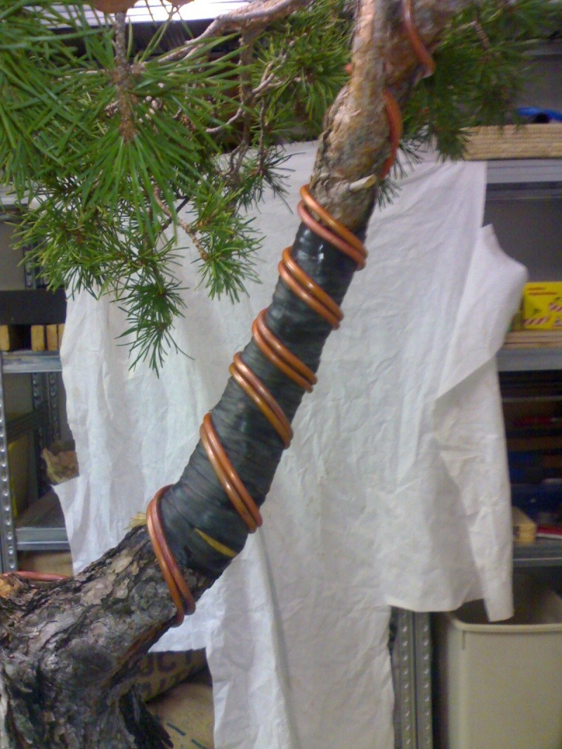 araki di pinus sylvestris 12-01-29