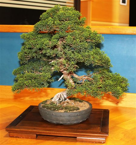 Mostra bonsai e Trofeo Città di Arzignano 25 aprile 2012 25-04-19