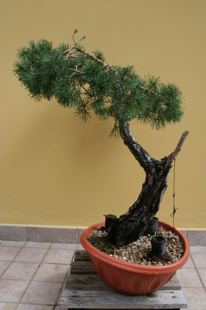 araki di pinus sylvestris 29-08-12