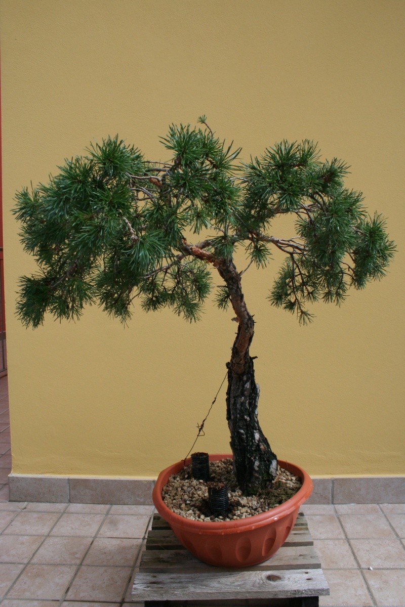 araki di pinus sylvestris 29-08-17