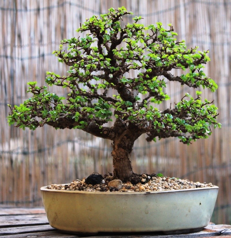 Come avete iniziato a fare bonsai? - Pagina 2 Foto_013