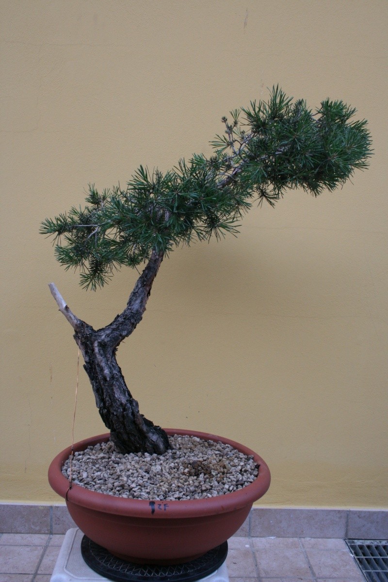 araki di pinus sylvestris Silves14