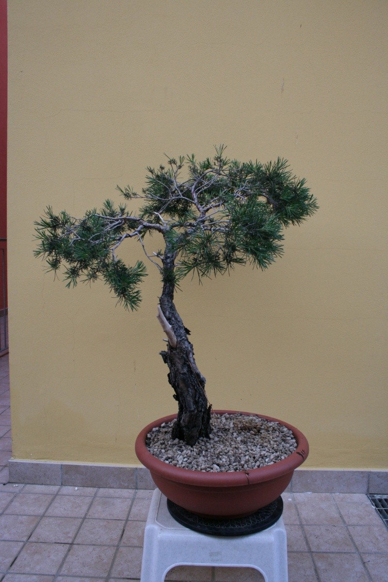 araki di pinus sylvestris Silves15