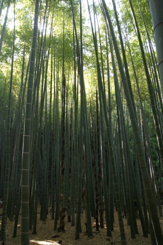 Kamakura Secret + plage : une visite d'un autre temps ! Kamaku11