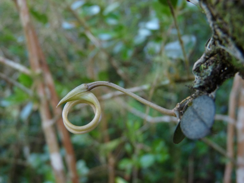 AERANGIS PUNCTATA 008112