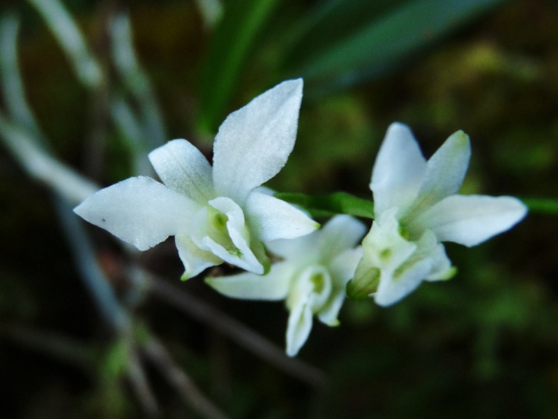   Béclardia macrostachia: floraison tardive 015111