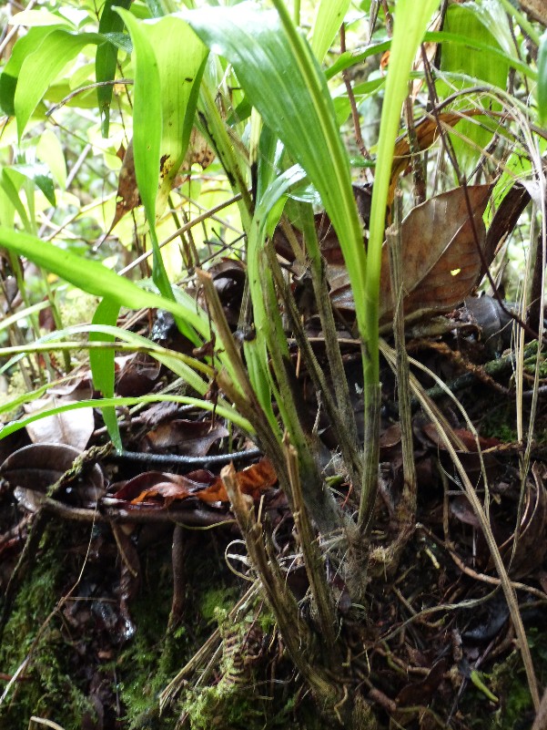 Gastrorchis lutea ssp longibracteata 016111