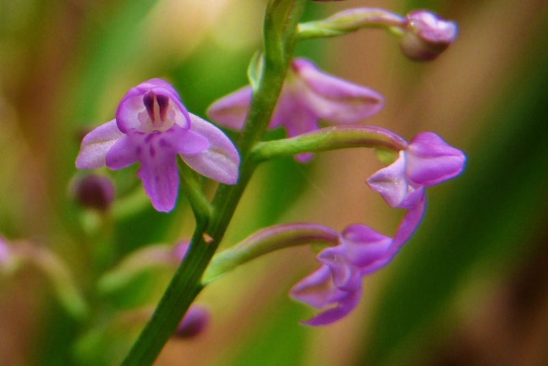 Cynorkis rosellata 022110