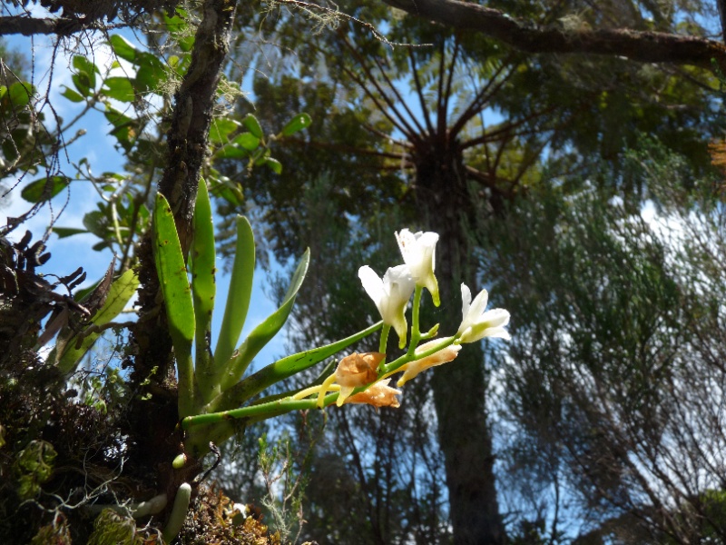   Béclardia macrostachia: floraison tardive 023112