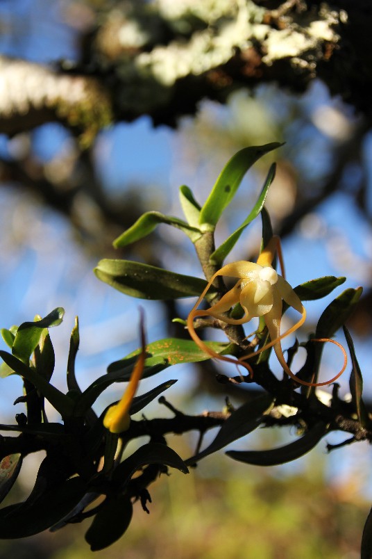 Angraecum corrugatum 026112