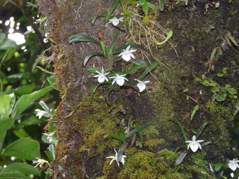 Angraecum cucullatum 041112