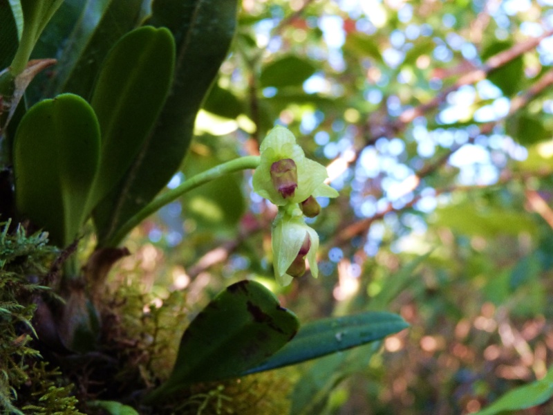 Bulbophyllum molossus 050111