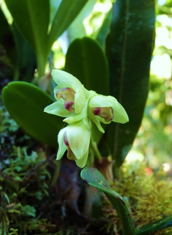 Bulbophyllum molossus 052110