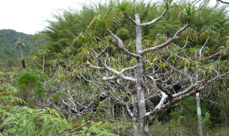 BIS :  jumellea stenophylla dans tous ses états 054110