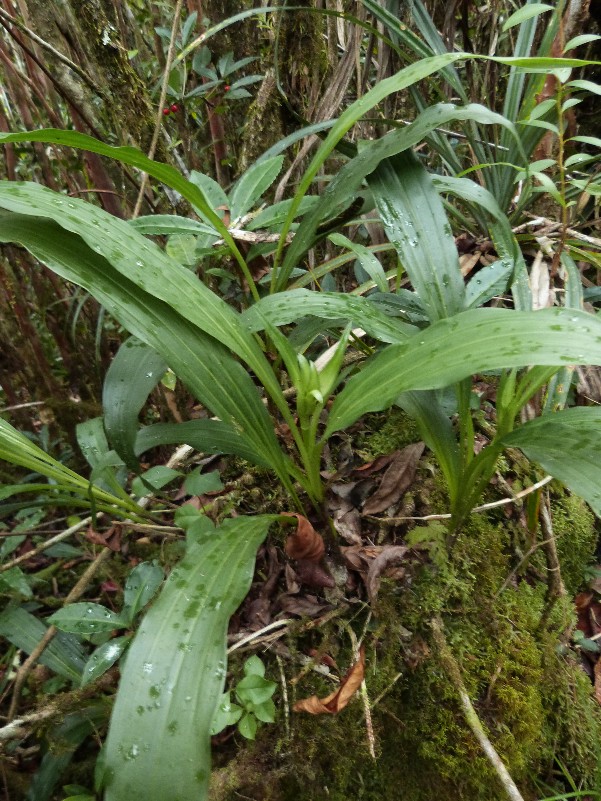 Gastrorchis lutea ssp longibracteata 076111