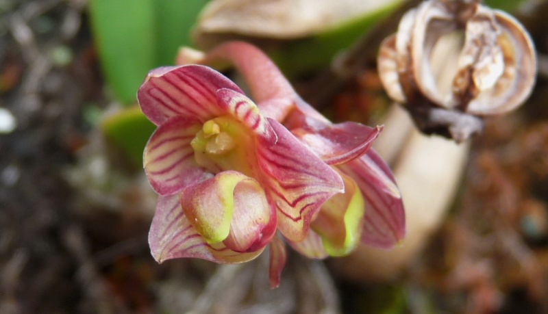 Bulbophyllum molossus 097111