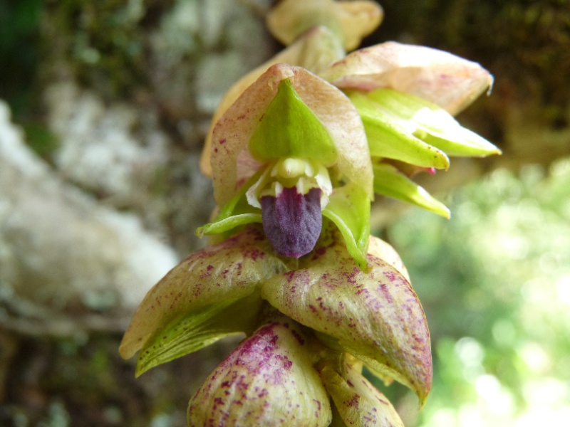 Bulbophyllum herbula   120110