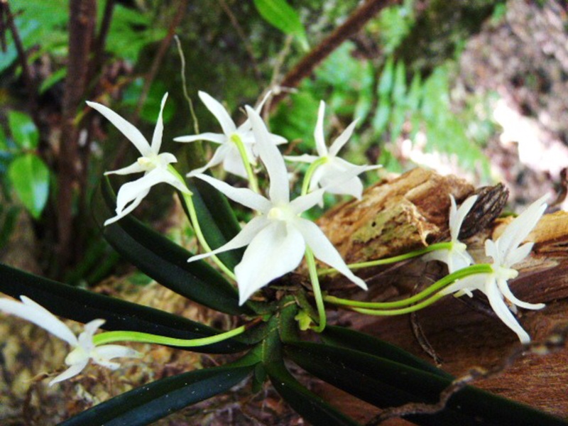 Angraecum cucullatum 191210