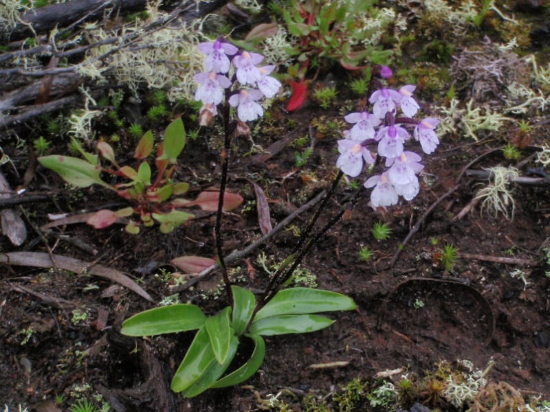 Inédit: photos de la campagne orchidentielle 198110