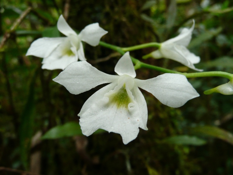   Béclardia macrostachia: floraison tardive P1010512