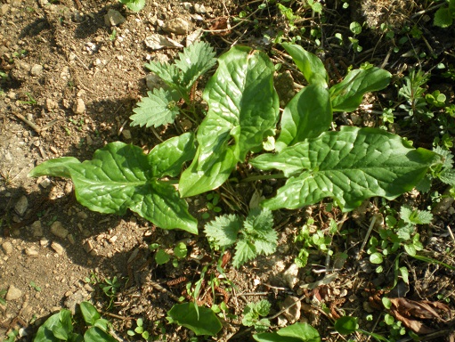 Plantes sauvages comestibles Imgp2512