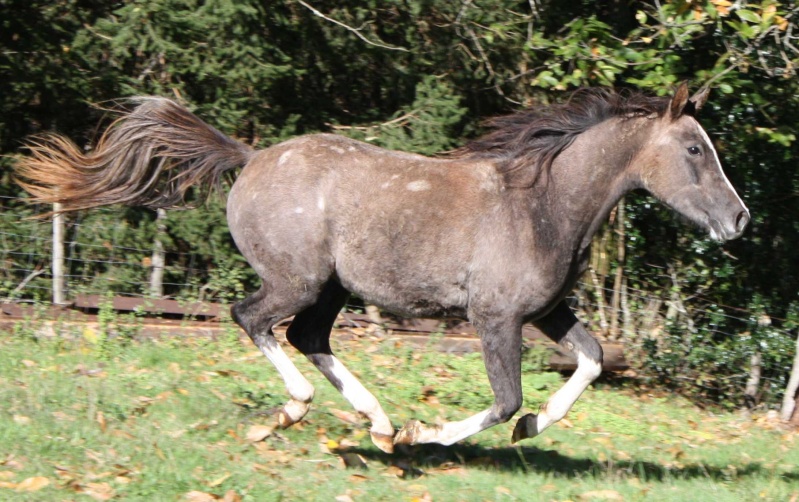 TRES URGENT - Cause santé à vendre plusieurs chevaux - A SUPPRIMER Img_4614